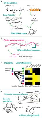 Leaning Into the Bite: The piRNA Pathway as an Exemplar for the Genetic Engineering Need in Mosquitoes